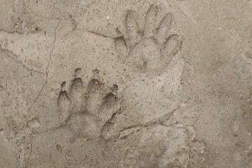 Raccoon footprints on concrete. A frozen trail. The paw of a cute animal.