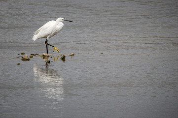 Little egret, Egretta garzetta, hunting for fish