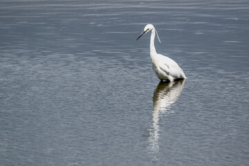 Fototapeta na wymiar Little egret, Egretta garzetta, hunting for fish