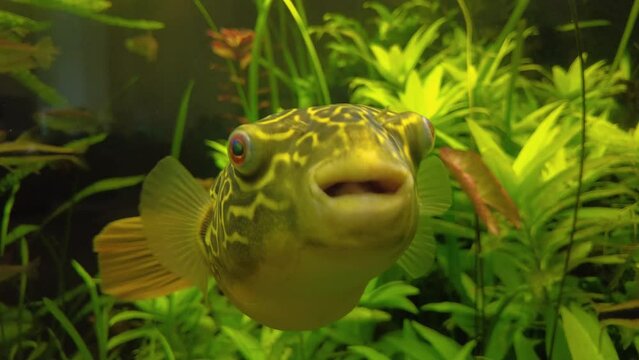 Close up of Puffer fish swimming along and looking into the camera
