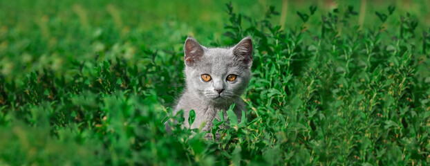 little Cute grey fluffy kitten outdoors. kitten first steps.. © alexbush