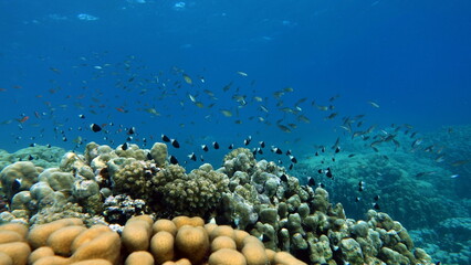 Colorful tropical fish on a coral reef, amazingly beautiful fairy world. In the coral gardens of the Red Sea.
