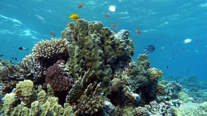 Colorful tropical fish on a coral reef, amazingly beautiful fairy world. In the coral gardens of...