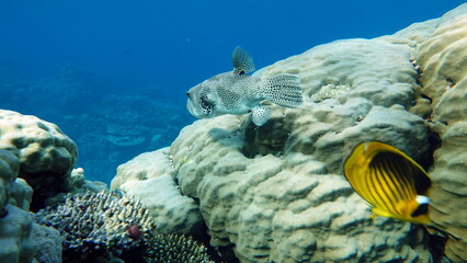 Colorful tropical fish on a coral reef, amazingly beautiful fairy world. In the coral gardens of the Red Sea.