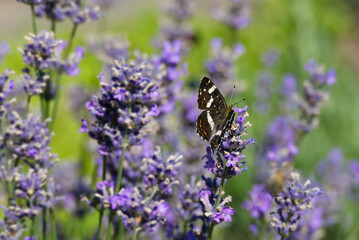 Map butterfly (Araschnia levana) sitting on lavender in Zurich, Switzerland