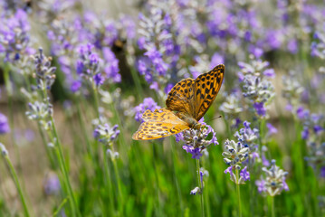 Silver-washed Fritillary butterfly (Argynnis paphia) sitting on lavender in Zurich, Switzerland