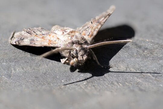 gros papillon dfe nuit gris