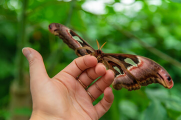 The largest butterfly in nature. Coscinocera hercules