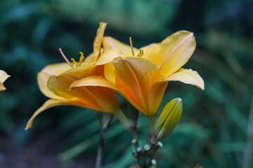 orange tiger lily