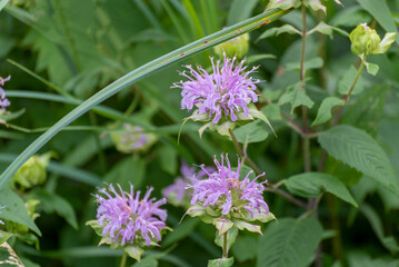 Wild Bergamot Growing In the Meadow