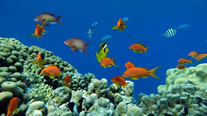Fototapeta na wymiar Fish - Sea Goldie. The most common antias in the Red Sea. Divers see him in huge flocks on the slopes of coral reefs.