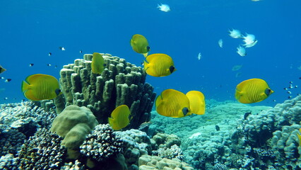 Naklejka na ściany i meble Masked butterflyfish. Fish - a type of bone fish Osteichthyes. Butterfly fish Chaetodontidae. Masked butterfly fish.