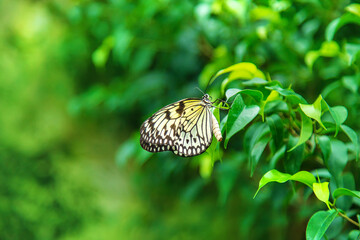 Yellow butterfly idea on a leaf. Idea leuconoe.