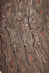 Cedar bark. The background is a tree texture.