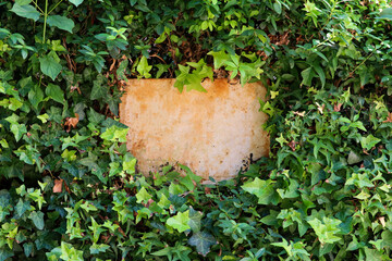 plant nature wall sign composition background. Frame made. Ivy Plant Leaf