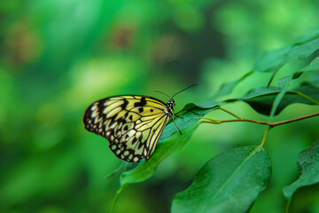 Yellow butterfly idea on a leaf. Idea leuconoe.