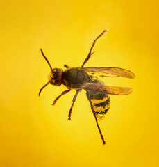 Insect, Wasp close-up in champagne and bubbles, fell into a yellow glass