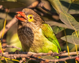 A brown headed Barbet with food