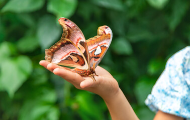 Child holds a butterfly on their hand. Coscinocera hercules. Selective focus.