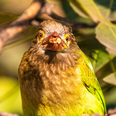 A Brown Headed Barbet looking strait