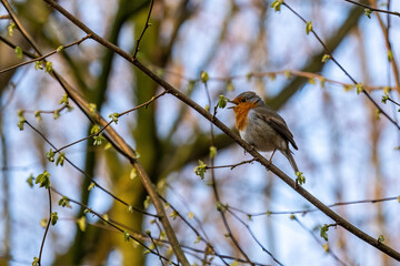 Roodborst in een struik met uitlopend blad.