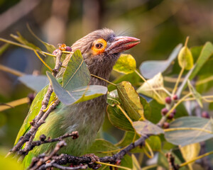 A brown Headed Barbet in search of food