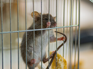 Obraz premium souris en cage 