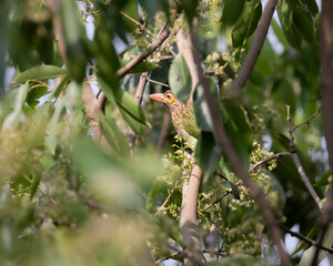 A Brown Headed Barbet hidden