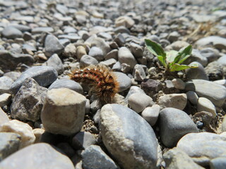 Raupe der Ampfer-Rindeneule