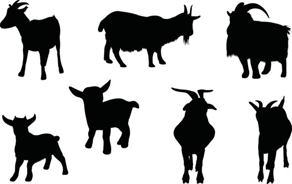 Pygmy Goat Images – Browse 5,424 Stock Photos, Vectors, and Video ...