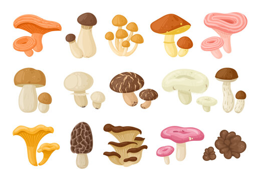 Cartoon mushrooms, edible oyster, chanterelle and champignon. Autumn forest plants, enoki, king oyster and shiitake mushroom flat vector illustrations set. Seasonal organic food collection