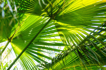 Fresh green palm tree leaves