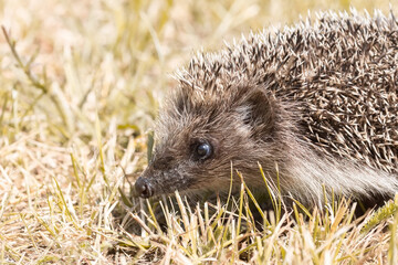 hedgehog on the grass.