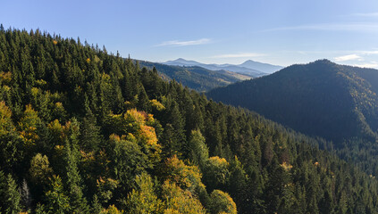 Aerial view of hillside with dark spruce forest trees at fall bright day. Beautiful scenery of wild mountain woodland
