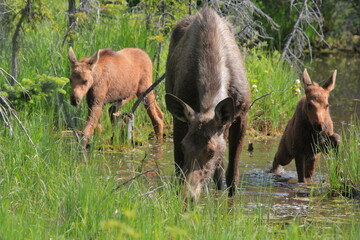 Moose mom and her calves grazing in a swamp - 524727930