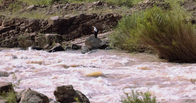 African Fish-eagle - Haliaeetus vocifer, Looking for a food, sub-Saharan Africa