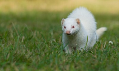 Albino ferret in the park.   