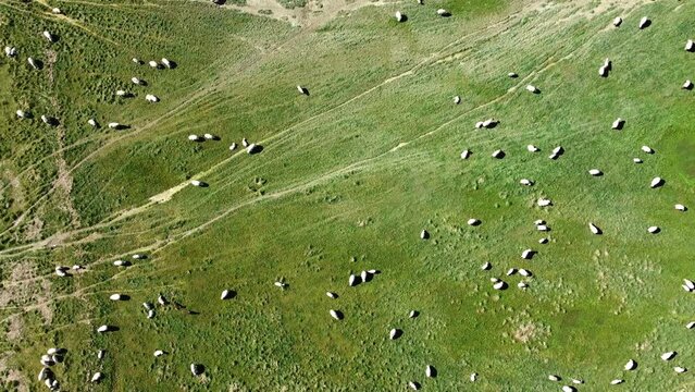 Vue a&eacute;rienne de moutons dans les Pr&eacute;s Sal&eacute;s de la Baie de Somme en Picardie dans le nord de la France