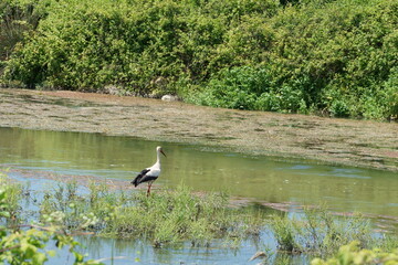 The stork standing by the water to hunt it's prey