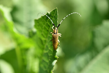 In the picture, a beetle with a long mustache sits on a wide green leaf.