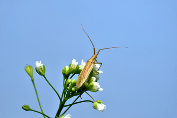 In the picture, against the background of a blue sky, an insect with wings and a mustache sits on a flower.