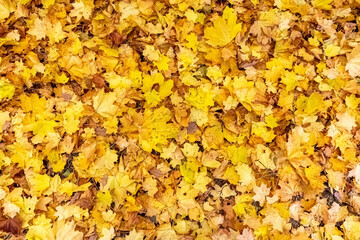 Background of yellow autumn leaves