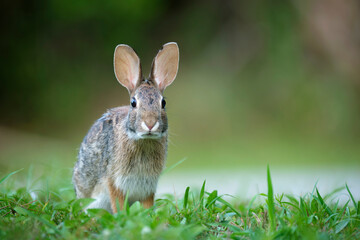 Grey small hare eating grass on summer field. Wild rabbit in nature