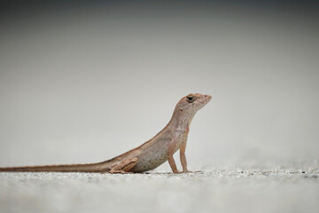 Macro closeup of blown alone lizard warming on summer sun. Anolis sagrei small reptile in native to Florida USA