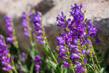 Honey bee or honeybee worker drone gathering pollen from a Montana bluebell wildflower on a sunny Summer day
