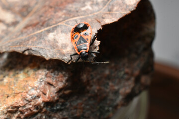 A close-up of a soldier bug that sits on a dry leaf that lies on a stone.