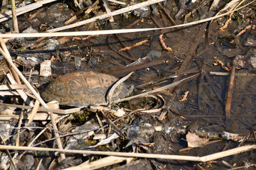 In the picture, the shore of the pond in the water of which you can see a freshwater turtle, which hid in a shell.