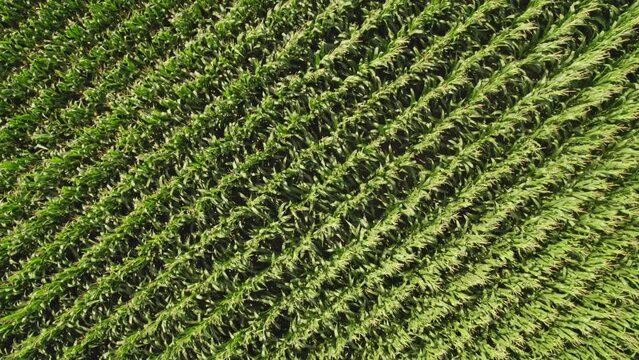 Corn field agricultural landscape cinematic footage. View on corn maize seedling in the farm field. Biomass crops in agriculture. Production, plantation and harvest concept.