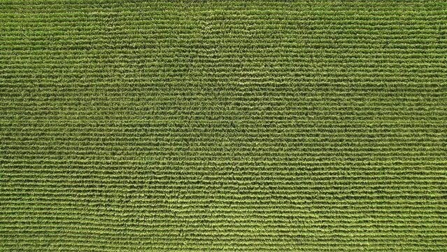Aerial flying footage over a cornfield during sunny summer day. Top view over green agriculture corn crops field. American countryside farmland with fresh young corn seedling crops.