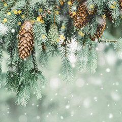 Winter Christmas tree branches with cones in snow with lights. Copy space